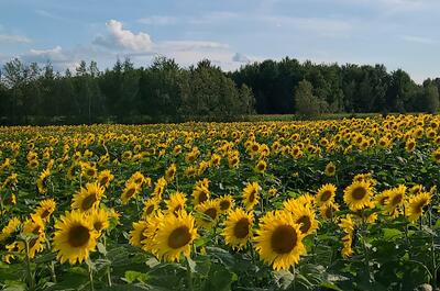 Améroquois inc. / Les huiles Champy