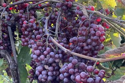 Vignoble Les Collines