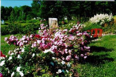 Bleuetière Harmonie Nature