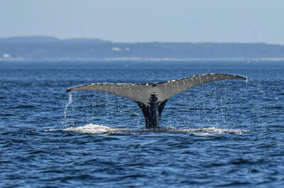 Croisières AML Inc. / Croisière aux baleines Zodiac Aventure 2h (Baie-Sainte-Catherine)