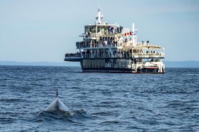Croisières AML Inc. / Croisière aux baleines et accès exclusif au pont supérieur (Baie-Sainte-Catherine)