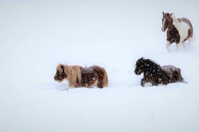 Camping Ferme Pégasus