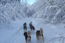 Randonnée guidée avec les chiens&nbsp;&nbsp;&nbsp;&copy; Escapade Huskimo
