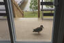 Canard sur balcon&nbsp;&nbsp;&nbsp;&copy; Maison Lac Abitibi