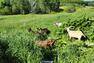 Pâturages&nbsp;&nbsp;&nbsp;&copy; Ferme du Système D