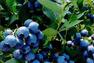 Bleuets&nbsp;&nbsp;&nbsp;&copy; Bleuetière Harmonie Nature