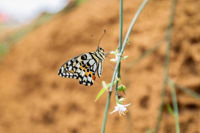 Insectarium – Espace pour la vie