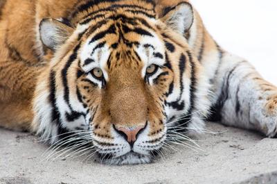Zoo de Granby