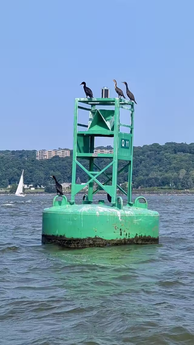 Bouée et ses cormorans&nbsp;&nbsp;&nbsp;&copy; Catherine Paquet