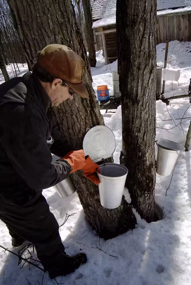Sucrerie de la Montagne-Production de sirop d'érable&nbsp;&nbsp;&nbsp;&copy; Sucrerie de la Montagne