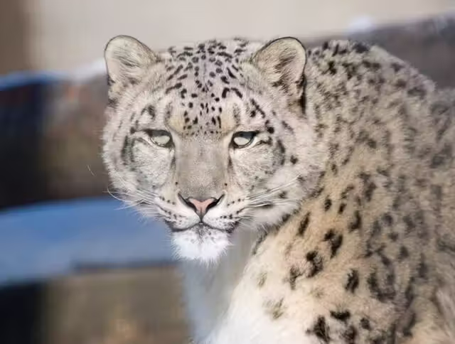 Zoo de Granby&nbsp;&nbsp;&nbsp;&copy; Zoo de Granby