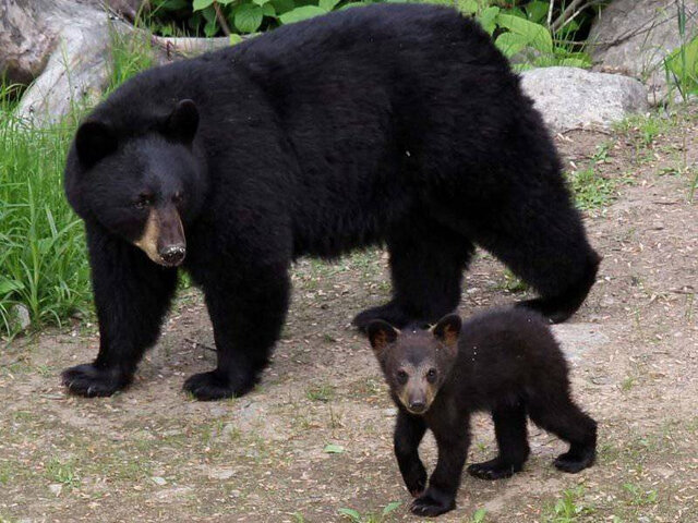 Ours noirs&nbsp;&nbsp;&nbsp;&copy; J.Vandal