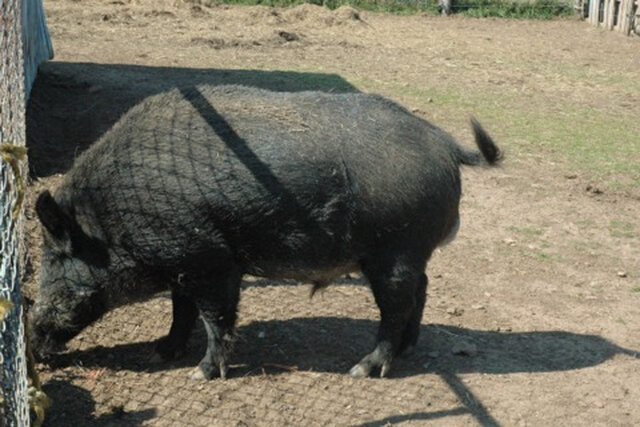Sanglier&nbsp;&nbsp;&nbsp;&copy; J.Aucoin