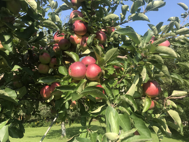 Pommier du verger&nbsp;&nbsp;&nbsp;&copy; C.Leduc