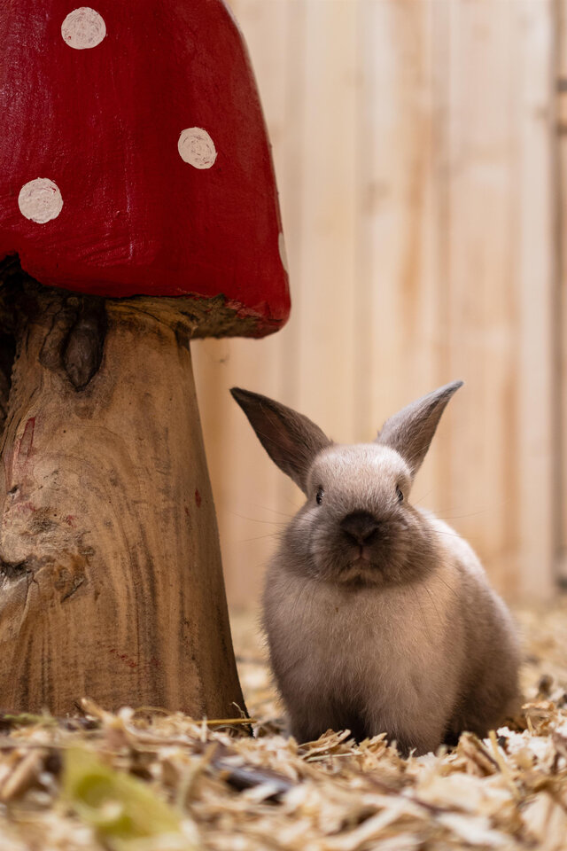Lapin&nbsp;&nbsp;&nbsp;&copy; Karim Bouzidi