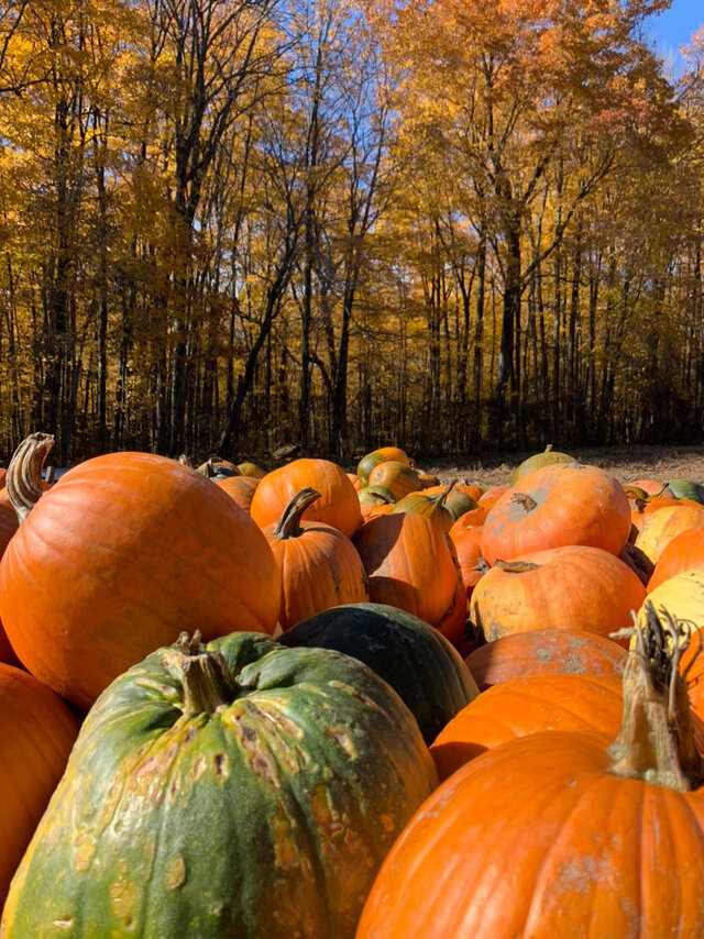 Citrouilles&nbsp;&nbsp;&nbsp;&copy; Verger Le Gros Pierre