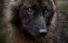 Loup&nbsp;&nbsp;&nbsp;&copy; L'Empire photo