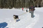 Canicross, Laurentides&nbsp;&nbsp;&nbsp;&copy; Aventure Quatre Saisons