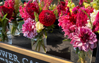 Les fleurs Bloom&nbsp;&nbsp;&nbsp;&copy; Les Serres Benoit / Bloom Ferme Florale