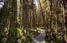 Sentiers de randonnée en forêt © S.St-Jean