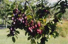 Prunes