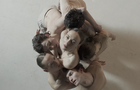 Côté Danse&nbsp;&nbsp;&nbsp;&copy; M.Van Dyk