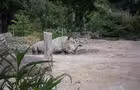 Zoo de Granby © Zoo de Granby