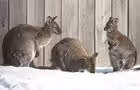 Zoo de Granby © Zoo de Granby