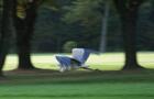 Oiseau