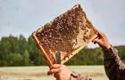 Abeilles et apiculteur