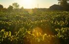 Nos vignes&nbsp;&nbsp;&nbsp;&copy; Vignoble Rivière du Chêne