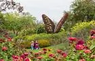 Papillon&nbsp;&nbsp;&nbsp;&copy; Parc Marie-Victorin de Kingsey Falls