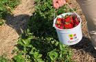 Fraises © R.Bastier
