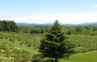 Vue de la bleuetière