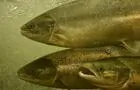 Saumon