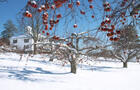 Le Domaine Pinnacle en hiver