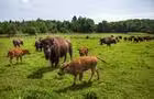 La terre des bisons - 7 © La terre des bisons
