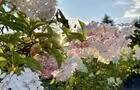Hydrangée en fleurs © R. Lapointe
