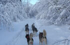 Randonnée guidée avec les chiens&nbsp;&nbsp;&nbsp;&copy; Escapade Huskimo