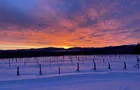 Les vignes emmitouflées pour l'hiver. © Vignoble Courville