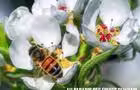 Abeille butinant parmis les fleurs de pommiers! © Therese Charbonneau