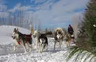 Vivez l'expérience du traineau à chiens&nbsp;&nbsp;&nbsp;&copy; Le Baluchon Éco-villégiature