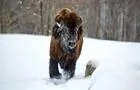 Traîneaux à chiens et bisons des bois_4 © Centre Nature Kanatha-Aki