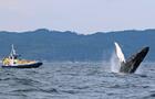 Croisières Observation baleines, Gaspésie&nbsp;&nbsp;&nbsp;&copy; R.Roy