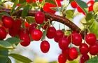 Cerises griottes