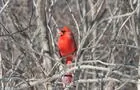 Cardinal Rouge