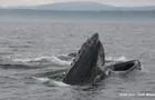 Observation des baleines, Saguenay-Lac-St-Jean&nbsp;&nbsp;&nbsp;&copy; Claude Mireault