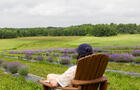 TM_V Wilfort_été_Passion Lavande_2023_crédit photo Tourisme Mauricie-9&nbsp;&nbsp;&nbsp;&copy; Véronique Wilfort, Tourisme Mauricie