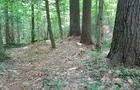 Forêt des grands pins&nbsp;&nbsp;&nbsp;&copy; Association forestière de Lanaudière