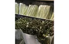 Asperges